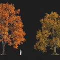 Plant Combination Of Autumn Trees With Orange And Yellow Leaves And White Silhouette