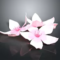 Several Pink Paper Flowers with Delicate Petals on Black Background and Shiny Reflections