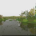 Scenic Park Landscape With Calm Water Floating Plants White Bird Colorful Trees And Open Sky