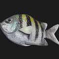 Beautiful Colorful Striped Tropical Fish with Vibrant Body Fins Tail and Exotic Details