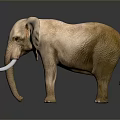 Realistic Light Brown Elephant With Ivory Tusks Standing On Dark Reflective Background 3d model