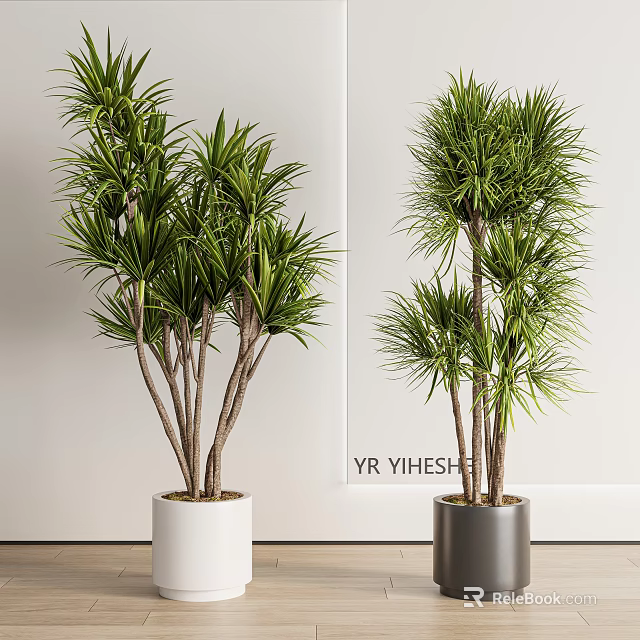 Potted Plants with Lush Green Leaves Slender Trunks in White Gray Pots Indoor Home Decor 3d model 