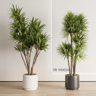 Potted Plants with Lush Green Leaves Slender Trunks in White Gray Pots Indoor Home Decor 3d model