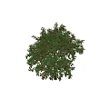 Vibrant Green Leafy Arbor Bearing Plentiful Red Fruits On Branches