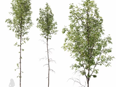 Decorative Tree Ornament Set With Various Green Foliage And Natural Trunk Design 3d model