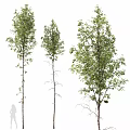 Decorative Tree Ornament Set With Various Green Foliage And Natural Trunk Design