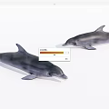 Two Graceful Dolphins Swimming Together In Calm Marine Waters With Smooth Movements