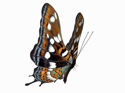 Colorful Butterfly With Brown And White Wings And Orange Spots On White Background 3d model