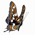 Colorful Butterfly With Brown And White Wings And Orange Spots On White Background