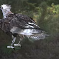 Brown And White Eagle With Yellow Eyes And Sharp Talons Standing On Grassland