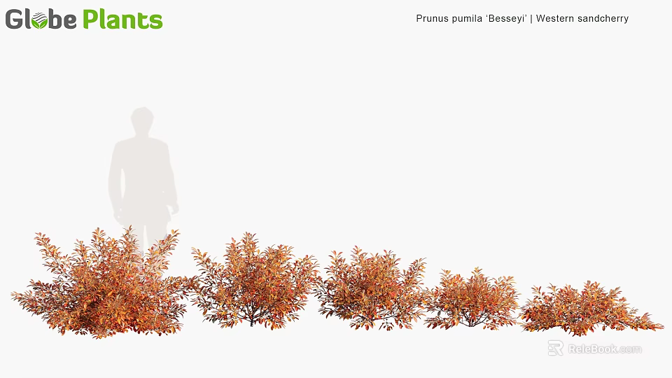 Prunus pumila Besseyi Western Sand Cherry Shrubs with Orange Red Foliage for Landscaping 3d model 