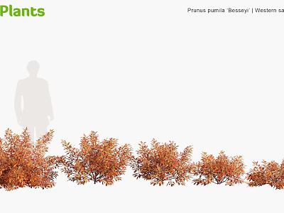 Prunus pumila Besseyi Western Sand Cherry Shrubs with Orange Red Foliage for Landscaping 3d model