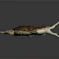 Realistic Crocodile With Open Mouth Sharp Teeth And Brown Scales On Gray Background