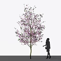 Tall Tree with Blooming Pink Flowers and Silhouette of a Woman Carrying a Bag