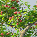 Apple Crops With Ripe Red Fruits and Green Leaves Near Person