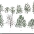 Diverse Arbor Varieties Showcasing Different Crown Shapes Heights And Leaf Traits 3d model