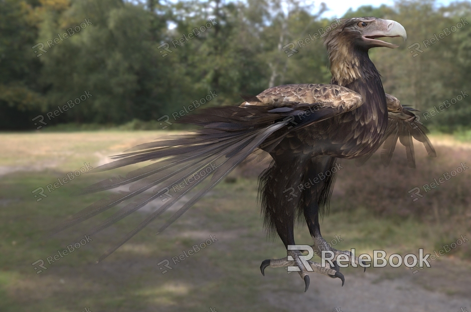 Wedge-tailed eagle bird animal model