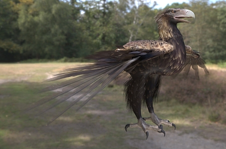 Wedge-tailed eagle bird animal 3d model