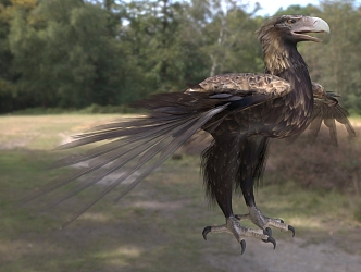 Wedge-tailed eagle bird animal 3d model