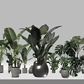 Various Potted Green Plants With Ceramic Metal Pots And Diverse Leaf Shapes