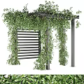 Lush Green Vines Covering Wooden Pergola With Lattice Backdrop In Garden