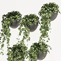 Hanging Vines Potted Plants with Lush Trailing Leaves and Green Foliage