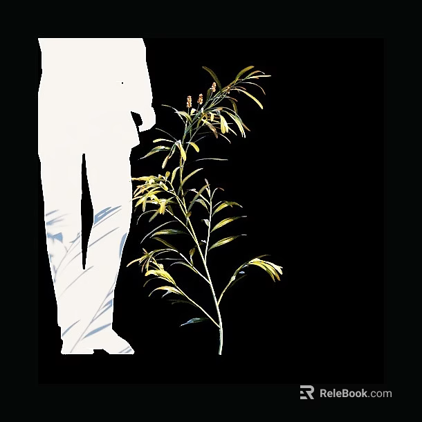 Tall Shrub With Slender Leaves And Small Flowers Next To White Silhouette Figure 3d model 
