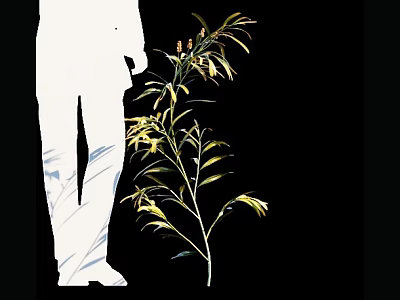 Tall Shrub With Slender Leaves And Small Flowers Next To White Silhouette Figure 3d model