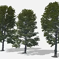 Cartoon Scene With Three Lush Green Leafy Trees And Natural Shaded Trunks