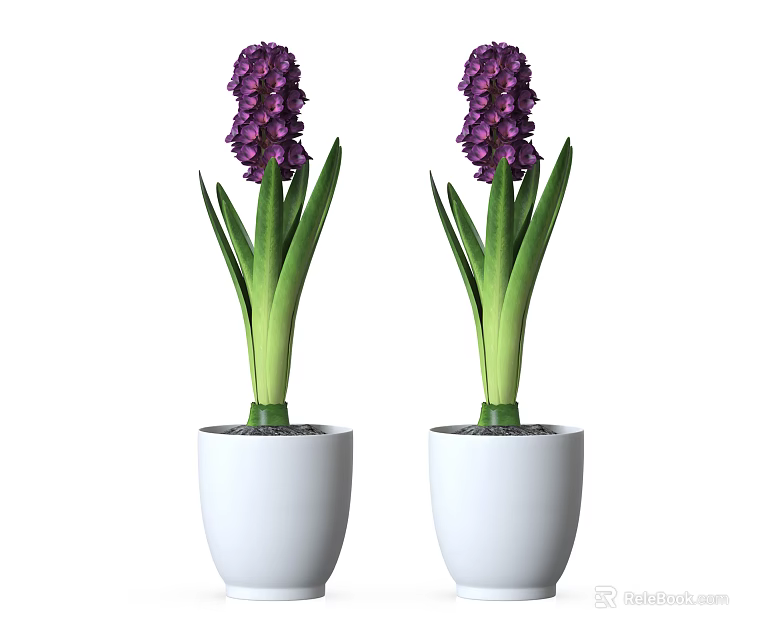 Purple Hyacinth Potted Plants With Green Leaves In White Pots 3d model 