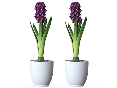 Purple Hyacinth Potted Plants With Green Leaves In White Pots 3d model
