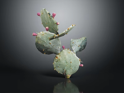 Green Cactus Plant With Pink Fruits And Yellow Spines On Dark Background 3d model