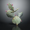 Green Cactus Plant With Pink Fruits And Yellow Spines On Dark Background