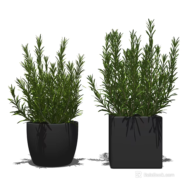Lush Green Bonsai Potted Plants in Black Ceramic Pots with Healthy Fresh Leaves 3d model 