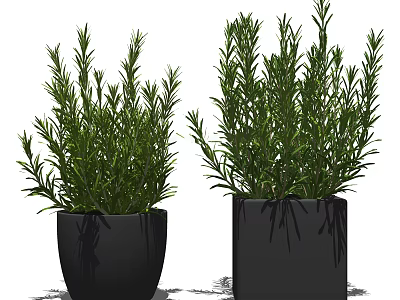 Lush Green Bonsai Potted Plants in Black Ceramic Pots with Healthy Fresh Leaves 3d model