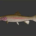 Fresh Rainbow Trout Fish With Pink Stripe And Black Spots For Daily Life Food Product
