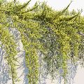 Lush Climbing Vines With Green Hanging Leaves On White Wall And Soft Shadows