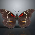 Dark Winged Butterfly With White Spots Red And Orange Stripes On Gray Background