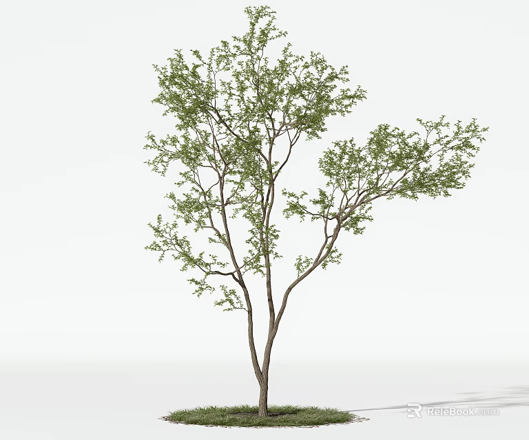 Arbor with Lush Green Leaves and Strong Trunk Growing on Green Grass 3d model 
