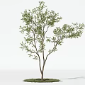 Arbor with Lush Green Leaves and Strong Trunk Growing on Green Grass