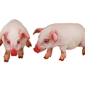 Two Cute Little Piglets With Pink Skin And Playful Posture