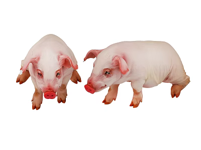 Two Cute Little Piglets With Pink Skin And Playful Posture 3d model