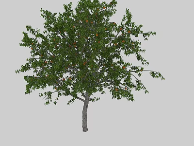 Deciduous Tree with Lush Green Leaves and Ripe Orange Fruits 3d model