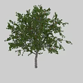 Deciduous Tree with Lush Green Leaves and Ripe Orange Fruits