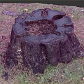 Natural Weathered Wooden Tree Stump With Circular Growth Rings On Outdoor Grass