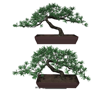 New Chinese Bonsai Pohan Pine Bonsai Green Plant Bonsai 3d model