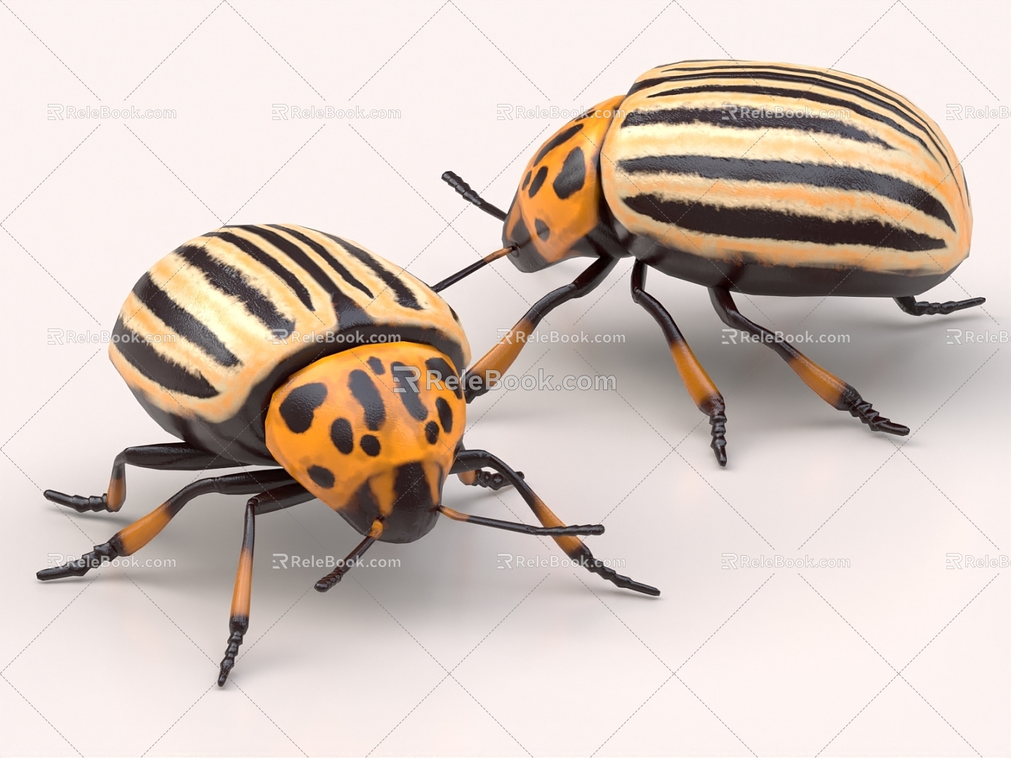 beetle beetle ladybug potato beetle vegetable spotted insect 3d model