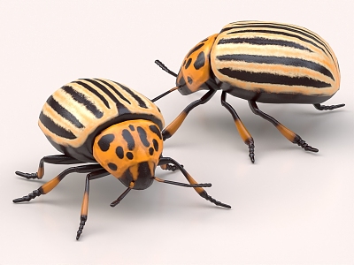 beetle ladybug potato beetle vegetable spotted insect 3d model