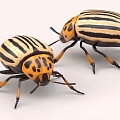 beetle beetle ladybug potato beetle vegetable spotted insect 3d model