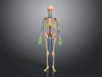 Human Skeleton Anatomical Model Showing Internal Organs Blood Vessels And Nervous Structure 3d model